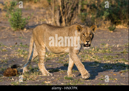 Portrait d'une lionne (Panthera leo) marche, Savuti marsh, Chobe National Park, Botswana Banque D'Images