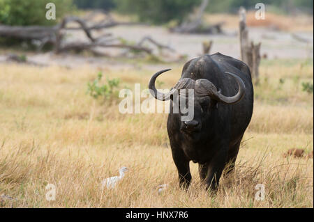 Portrait de buffle (Syncerus caffer) debout dans la prairie, concession Khwai, Okavango delta, Botswana Banque D'Images