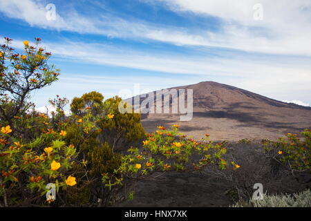 Paysage volcanique jaune avec des fleurs et arbustes du Piton de la Fournaise, île de la réunion Banque D'Images