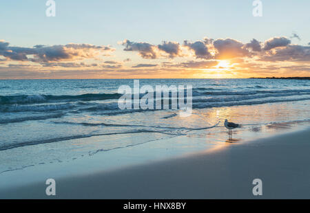 Seagull sur Miami Beach à sunrise, en Floride, USA Banque D'Images