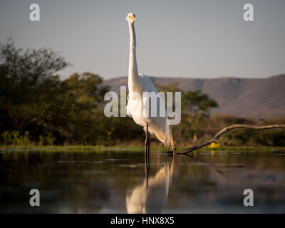 Grande Aigrette (Ardea alba), l'Afrique Banque D'Images