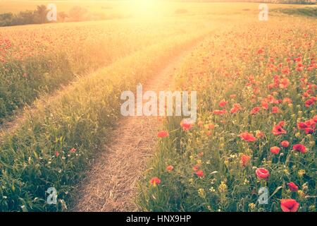 Champ de coquelicots, coucher du soleil Banque D'Images