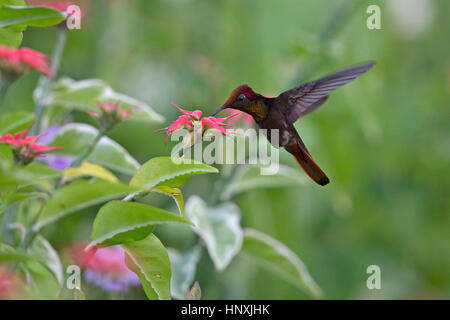 (Chrysolampis mosquitus Ruby Topaz) Trinité-et-Tobago TT Février 2017 Banque D'Images