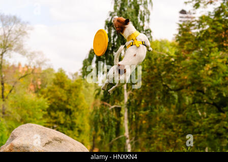 Saut Agile par chien faisant des tours avec disque volant Banque D'Images