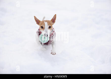 Petit chien de l'extraction de l'appareil photo fonctionne sur rotule Banque D'Images