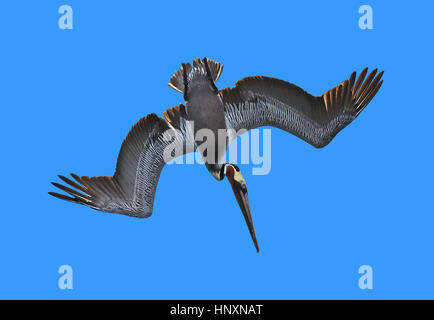 Plongée sous-marine Pélican brun (Pelecanus occidentalis) contre un ciel bleu. Banque D'Images