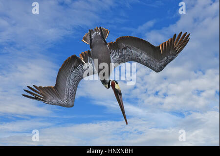 Plongée plongée Pélican brun (Pelecanus occidentalis) contre le ciel bleu avec des nuages. Banque D'Images