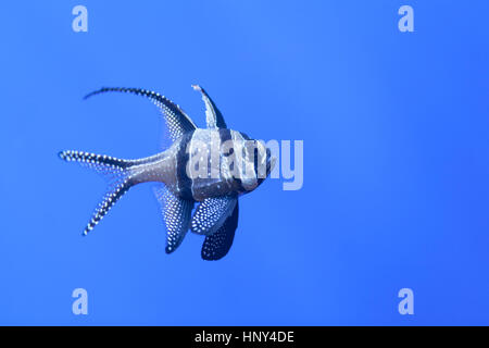 Faune : Le poisson cardinal de Banggai (Pterapogon kauderni). Banque D'Images