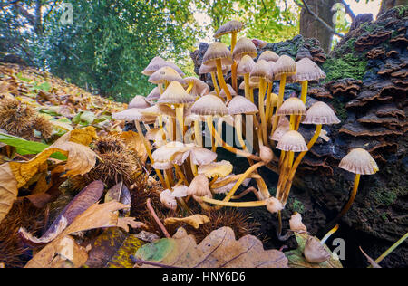 Toadstool champignons sur une souche d'arbre en décomposition dans les bois Banque D'Images