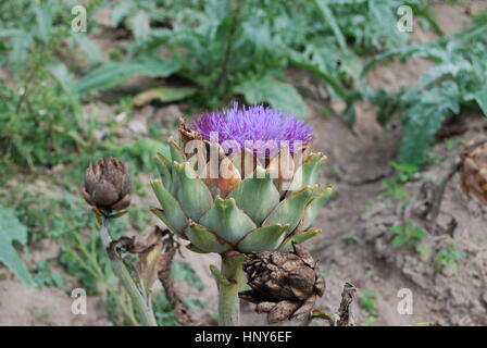 Artichaut violet fleur dans le champ. L'agriculture. Banque D'Images