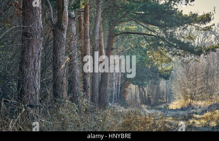 Une ligne d'arbres de pin sylvestre le long d'un chemin forestier sur un jour d'hiver glacial, Misty Banque D'Images
