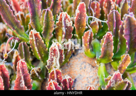 Gros plan macro de Stapelia gigantea, ou des fleurs de charogne, cactus Banque D'Images