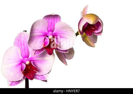 Direction générale de l'orchidée pourpre isolé sur fond blanc Banque D'Images