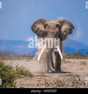 Vieux éléphant, parc national d'Amboseli, Kenya Banque D'Images