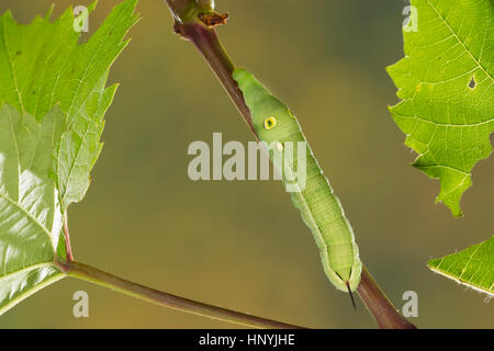 Weinschwärmer Weinschwärmer Großer, Südlicher, Raupe frisst un Wein Weinrebe, Hippotion celerio, vigne, hawk-moth, argent-striped hawk-moth, argent-str Banque D'Images