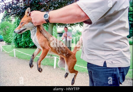 Bruce Lindsay-Smith, avant-plan, et Tony Harman, avec stick, ayant pris un renard dans le jardin. Banque D'Images