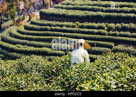 Agriculteur en champs thé Longjing feuilles de thé Préparation Banque D'Images