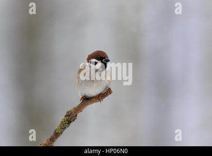 Parus montanus assis sur la brindille dans frosty matin d'hiver, Banque D'Images