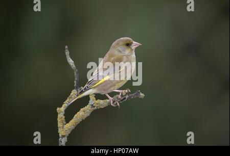 Verdier d'Eurasie (Carduelis chloris) sur une branche,Pays de Galles,2017,l'hiver Banque D'Images