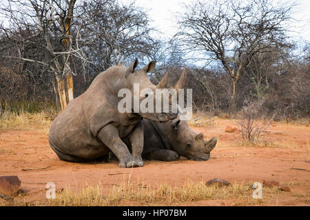 Rhinocéros blanc du sud (Ceratotherium simum simum, Waterberg Wilderness, Réserver, Namibie, par Monika Hrdinova/Dembinsky Assoc Photo Banque D'Images