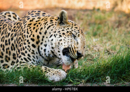 Leopard de manger de la viande, Panthera pardus, Okonjima Réserver, la Namibie, l'Afrique, par Monika Hrdinova/Dembinsky Assoc Photo Banque D'Images