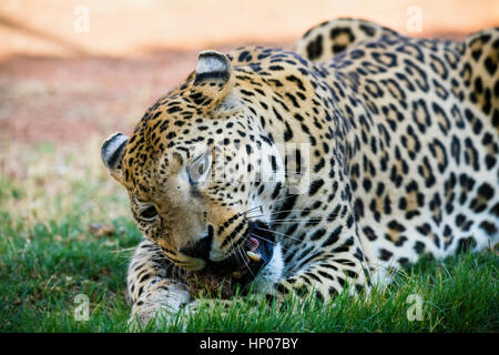 Leopard de manger de la viande, Panthera pardus, Okonjima Réserver, la Namibie, l'Afrique, par Monika Hrdinova/Dembinsky Assoc Photo Banque D'Images