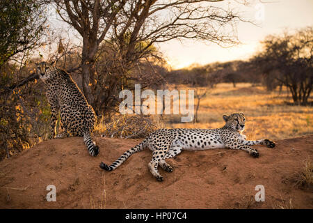 Paire de guépards se reposer, Acinonyx jubatus, Okonjima Réserver, la Namibie, l'Afrique, par Monika Hrdinova/Dembinsky Assoc Photo Banque D'Images