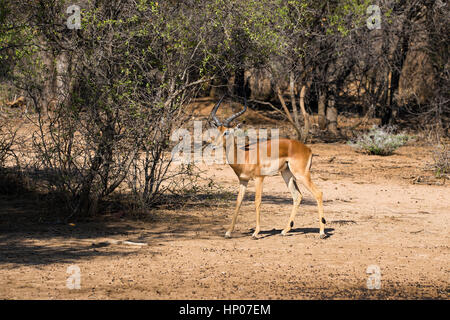 Impala, Aepyceros melampus, Okonjima Réserver, la Namibie, l'Afrique, par Monika Hrdinova/Dembinsky Assoc Photo Banque D'Images