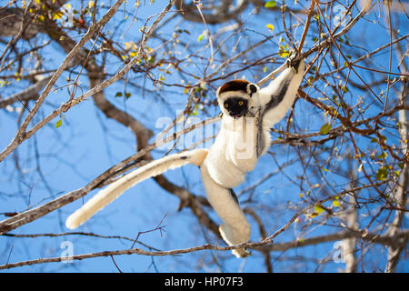 Le Propithèque de verreaux, Propithecus verreauxi, réserve forestière de Kirindy, dans l'Ouest de Madagascar, par Monika Hrdinova/Dembinsky Assoc Photo Banque D'Images