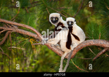 Coquerel's Sifaka, le Propithecus coquereli, des lémurs Park, Antananarivo, Madagascar, Central par Monika Hrdinova/Dembinsky Assoc Photo Banque D'Images