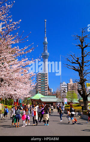 Fleurs de cerisier et le Japon Tokyo Asakusa Tokyo Skytree Banque D'Images