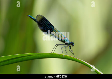 Demoiselle (Calopteryx splendens bagués) - mâle bagué demoiselle perché sur un roseau vert, ailes fermées, contre un fond vert clair Banque D'Images