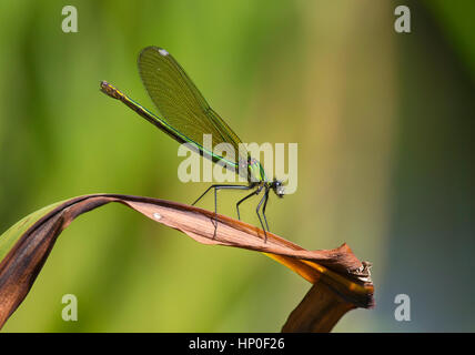 Demoiselle (Calopteryx splendens bagués) - femelle brown banded demoiselle perchée sur fond vert contre reed morte Banque D'Images