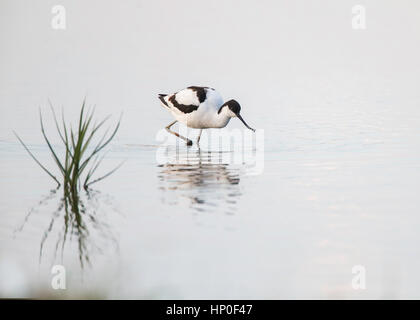 Avocette élégante (Recurvirostra avosetta) pataugeant en eau peu profonde avec des roseaux en premier plan vert Banque D'Images