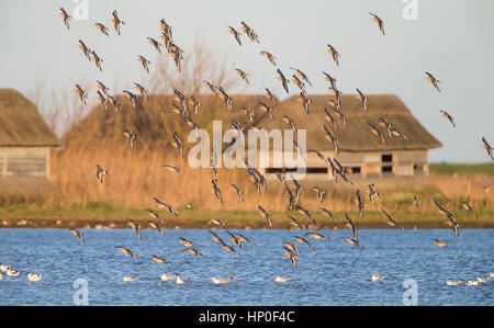 Troupeau de barges à queue noire (Limosa limosa), volant en face de l'observation des oiseaux se cache au-dessus de l'eau bleue Banque D'Images