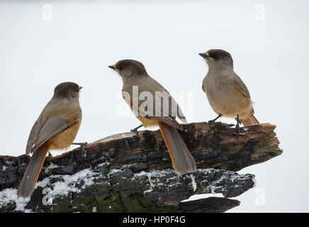 Un groupe de trois geais (Perisoreus infaustus de Sibérie) assis sur un journal dans la neige, tandis qu'il neige Banque D'Images