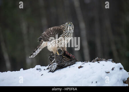 L'Autour des palombes (Accipiter gentilis) se nourrissant d'un tétras-carcasse dans un paysage enneigé Banque D'Images