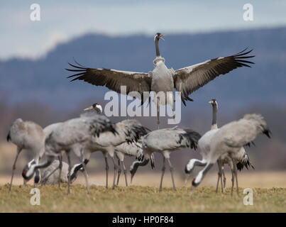 Grues cendrées (Grus grus) sur leur escale au lac Hornborga en Suède, pour se reposer, manger et danser. Banque D'Images