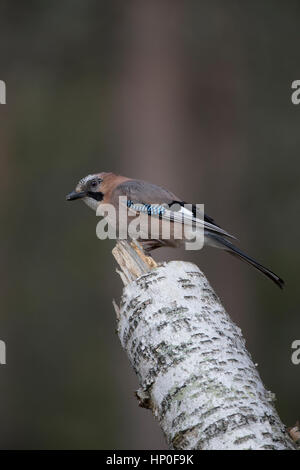 Eurasian Jay (Garrulus glandarius) perché au sommet d'une souche de bouleau argenté Banque D'Images