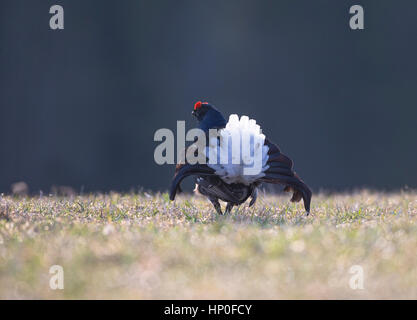 Tétras mâle ( Lyrurus tetrix) affichage à un matin tôt lek Banque D'Images