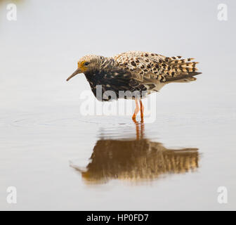 Foncé mâle ou indépendantes (ruff Philomachus pugnax) pataugeant en eau peu profonde Banque D'Images