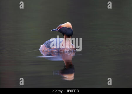 Des palettes ou Grèbe esclavon (Podiceps auritus) assis sur l'eau encore sombre avec la réflexion Banque D'Images