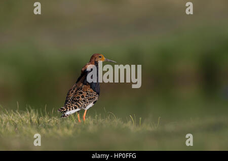 Philomachus pugnax Ruff - affichage pendant la saison de reproduction du printemps Banque D'Images