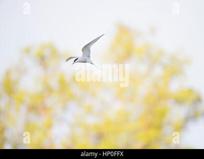 Sterne arctique (Sterna paradisaea) planant sur le côté sur un fond de feuilles de printemps vert frais Banque D'Images