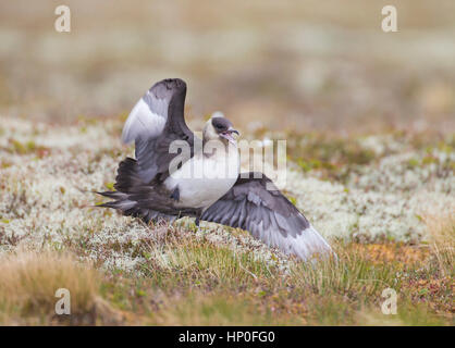 Labbe parasite (Stercorarius parasiticus) feindre une blessure pour détourner un prédateur loin de nest Banque D'Images