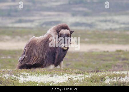 Ovibos moschatus - bœuf musqué sur la toundra dans le Parc National de Dovrefjell-Sunndalsfjella, Norvège Banque D'Images