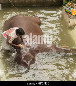 COLOMBO, SRI LANKA - le 24 novembre 2013 : homme lave-éléphant à Colombo, Sri Lanka le 24 novembre 2013 Banque D'Images