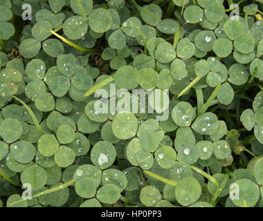 Trèfle vert ou shamrock fond avec gouttes de pluie Banque D'Images