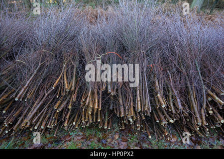 Les cadres de jeunes arbres coupés sur paysage de landes gérés dans le sud du Pays de Galles. Banque D'Images