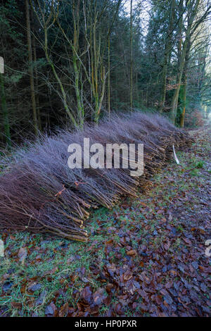 Les cadres de jeunes arbres coupés sur paysage de landes gérés dans le sud du Pays de Galles. Banque D'Images